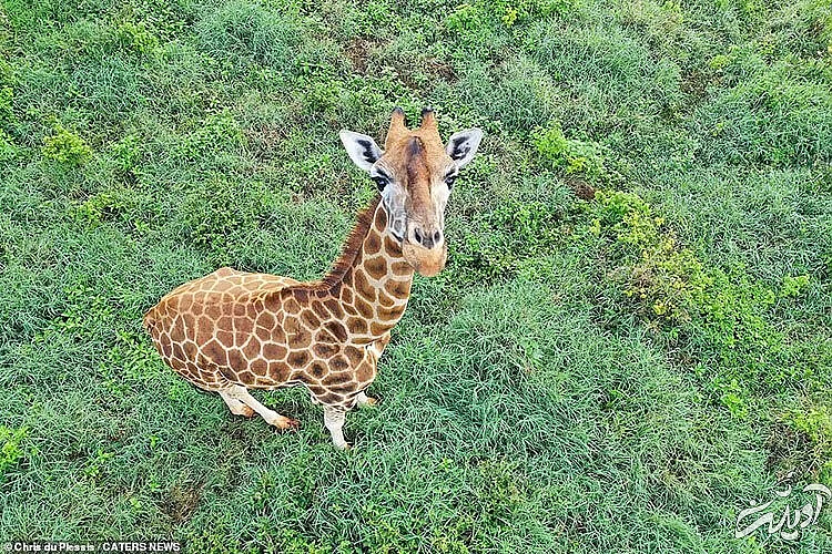 تصاویر حیات وحش آفریقا از بالا/ زرافه ای که به پهپاد خیره شده